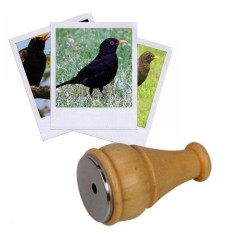 Appeau du merle noir