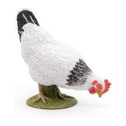 Poule blanche picorant