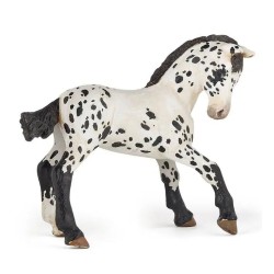 Poulain Appaloosa Noir