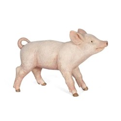 Cochonnet Femelle