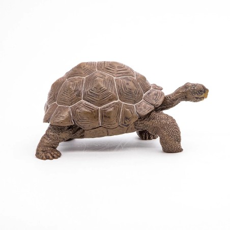 Tortue des Galapagos