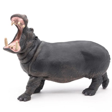 Hippopotame