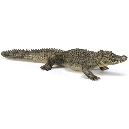 Alligator