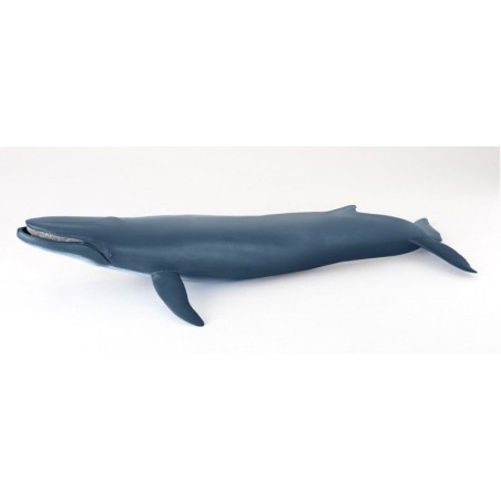 Baleine bleue