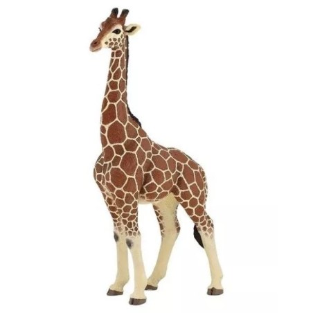 Girafe Mâle